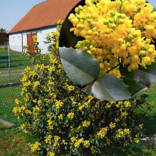 Mahonia aquifolium - Läiklehine mahoonia C5/5L